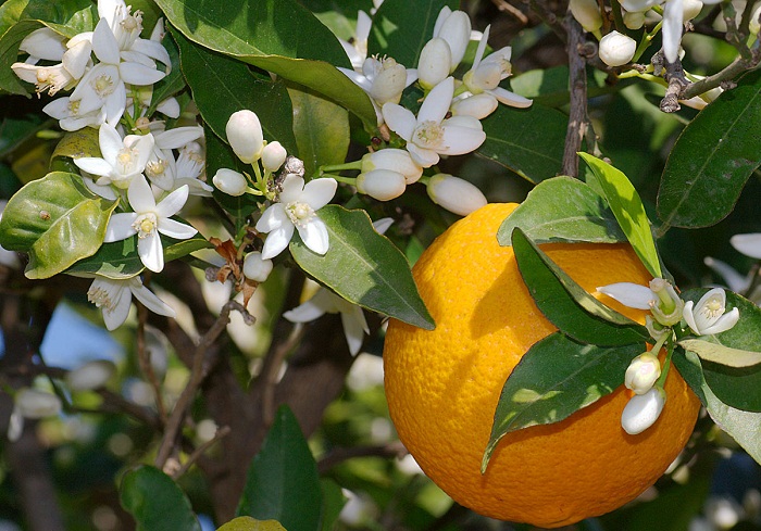 Citrus sinensis